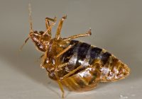 bed bug control methods