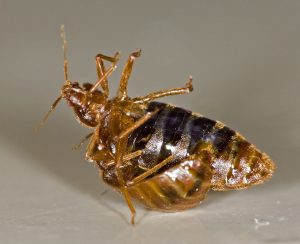 bed bug control methods